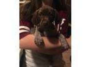 German Shorthaired Pointer Puppy for sale in Lewisburg, OH, USA