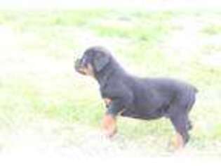 Rottweiler Puppy for sale in Prospect, TN, USA