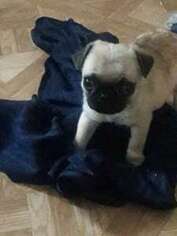 Pug Puppy for sale in Hartford, CT, USA