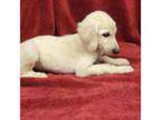 Afghan Hound Puppy for sale in Oneida, TN, USA