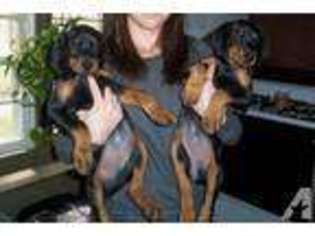 Doberman Pinscher Puppy for sale in NORTHWOOD, NH, USA