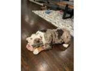 Bulldog Puppy for sale in Medford, MA, USA