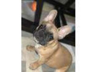 French Bulldog Puppy for sale in Woodside, NY, USA