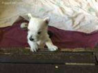 West Highland White Terrier Puppy for sale in Cape Coral, FL, USA
