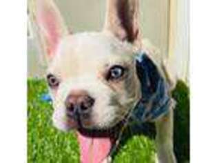 French Bulldog Puppy for sale in Sherman Oaks, CA, USA