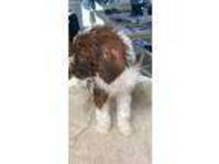 Labradoodle Puppy for sale in Saint Cloud, FL, USA