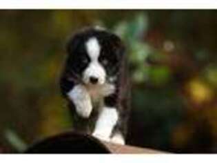 Australian Shepherd Puppy for sale in Aynor, SC, USA
