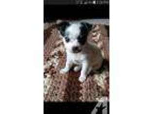 Chihuahua Puppy for sale in CLEBURNE, TX, USA
