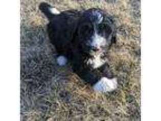 Mutt Puppy for sale in Moose Lake, MN, USA