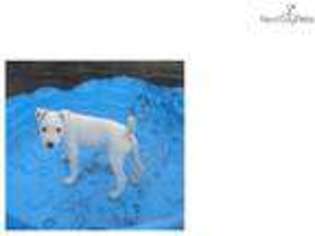 Jack Russell Terrier Puppy for sale in Fort Worth, TX, USA