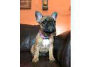 French Bulldog Puppy for sale in Cobb, GA, USA