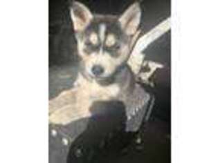 Siberian Husky Puppy for sale in Jamaica, NY, USA