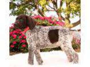 German Shorthaired Pointer Puppy for sale in Kirkwood, PA, USA