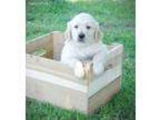 Golden Retriever Puppy for sale in Pantego, NC, USA
