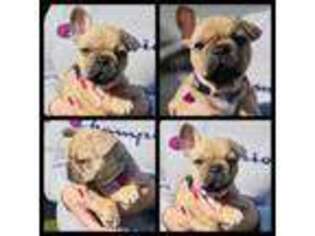 French Bulldog Puppy for sale in Galt, CA, USA