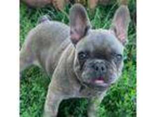 French Bulldog Puppy for sale in Springfield, KY, USA
