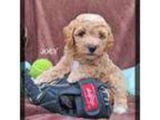 Goldendoodle Puppy for sale in New Holland, PA, USA