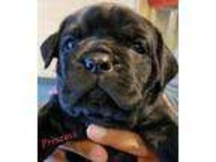 Cane Corso Puppy for sale in Sugar Land, TX, USA