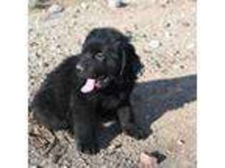 Newfoundland Puppy for sale in Carson City, NV, USA
