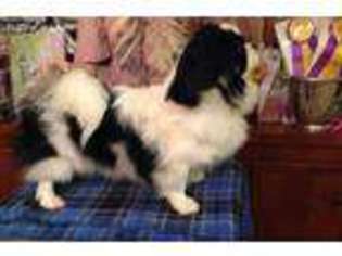 Tibetan Spaniel Puppy for sale in Kingwood, TX, USA