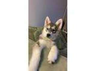 Siberian Husky Puppy for sale in London, OH, USA