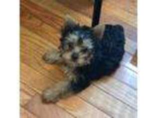 Yorkshire Terrier Puppy for sale in Warminster, PA, USA