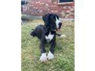 Great Dane Puppy for sale in Frisco, TX, USA