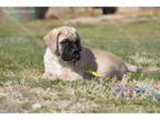 Bullmastiff Puppy for sale in Milford, NE, USA