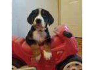 Greater Swiss Mountain Dog Puppy for sale in Fort Shaw, MT, USA
