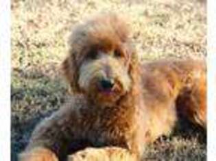 Goldendoodle Puppy for sale in Chouteau, OK, USA