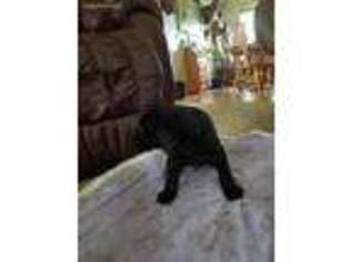 Labrador Retriever Puppy for sale in Applegate, MI, USA