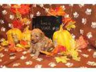 Mutt Puppy for sale in Wesson, MS, USA