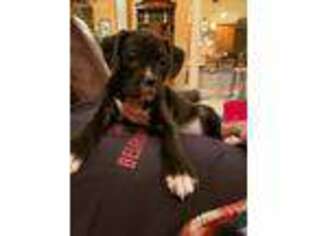 Boxer Puppy for sale in Rock Hill, SC, USA