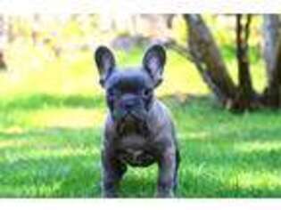 French Bulldog Puppy for sale in North Miami Beach, FL, USA