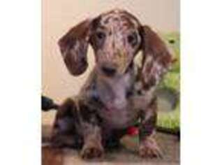 Dachshund Puppy for sale in Austin, CO, USA