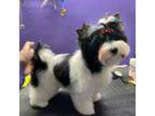 Biewer Terrier Puppy for sale in Omaha, NE, USA