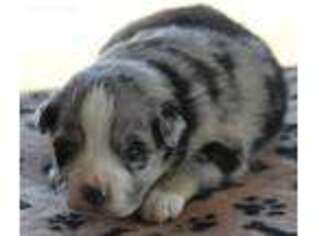 Miniature Australian Shepherd Puppy for sale in Moorhead, IA, USA
