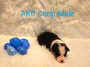 Pembroke Welsh Corgi Puppy for sale in Lufkin, TX, USA