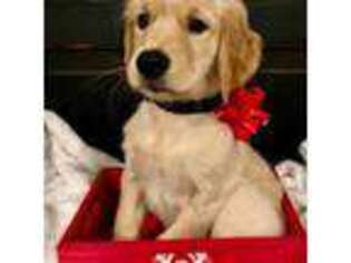 Golden Retriever Puppy for sale in Acworth, GA, USA