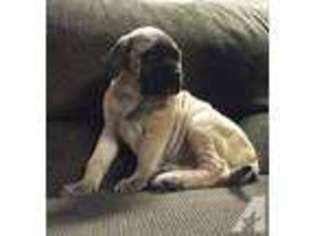 Mastiff Puppy for sale in BIG COVE TANNERY, PA, USA
