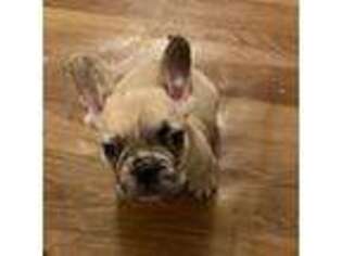 French Bulldog Puppy for sale in Lithia Springs, GA, USA