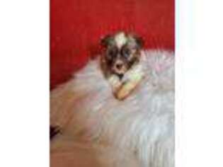 Havanese Puppy for sale in Prattville, AL, USA