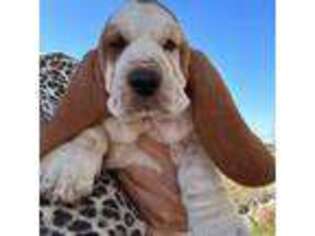 Basset Hound Puppy for sale in Valley View, TX, USA