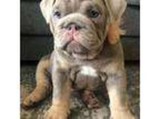 Bulldog Puppy for sale in Moulton, IA, USA