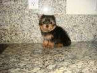 Yorkshire Terrier Puppy for sale in Fremont, CA, USA