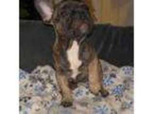 French Bulldog Puppy for sale in Auburn Hills, MI, USA