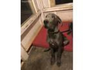 Great Dane Puppy for sale in Dexter, MO, USA
