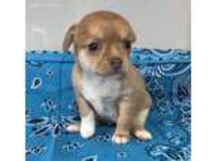 Chihuahua Puppy for sale in Paxton, IL, USA