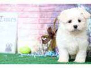 Maltese Puppy for sale in Baltimore, MD, USA