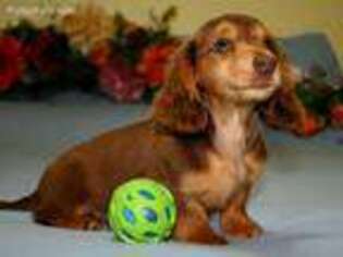 Dachshund Puppy for sale in Maricopa, CA, USA
